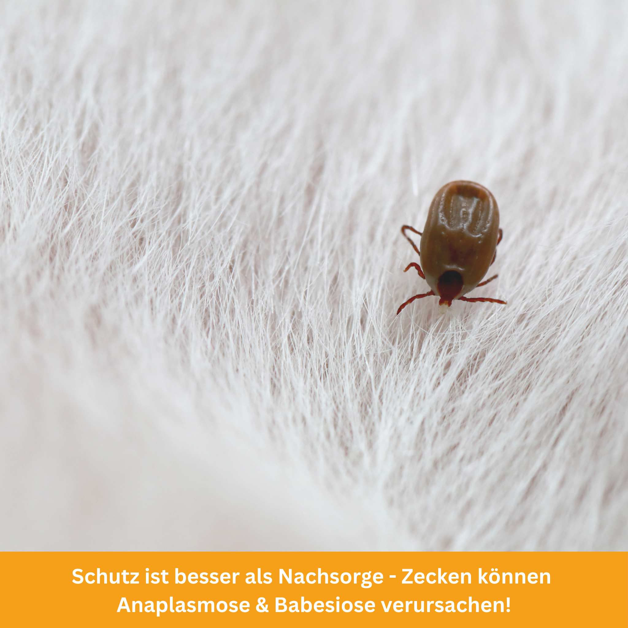 Keine Chance für Parasiten! Der ultimative Ratgeber für Hundehalter