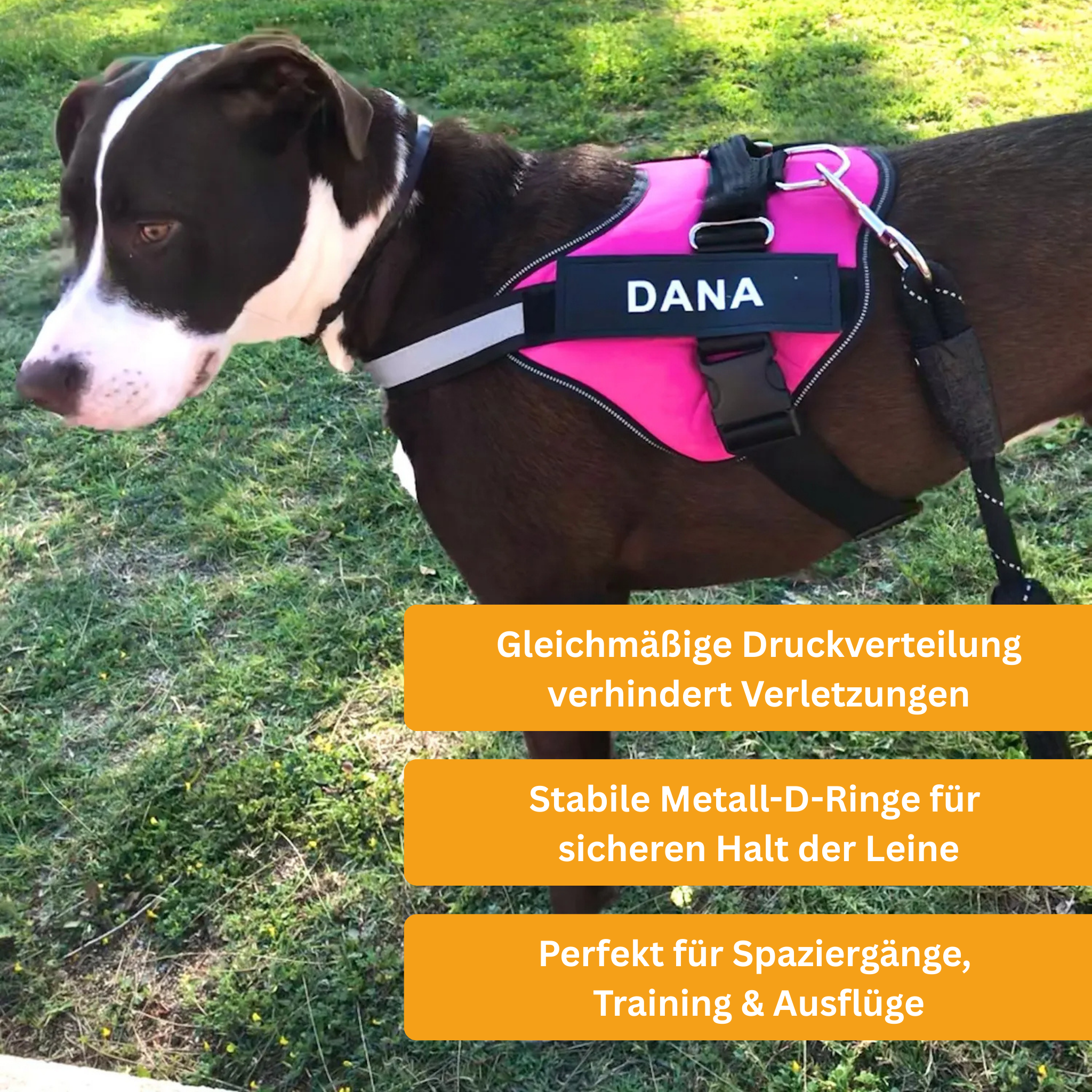 Personaliertes Anti-Zug Hundegeschirr