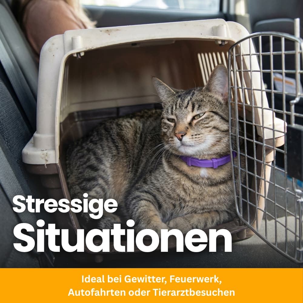 Pet-Friendly Anti-Stress Collar for Cats