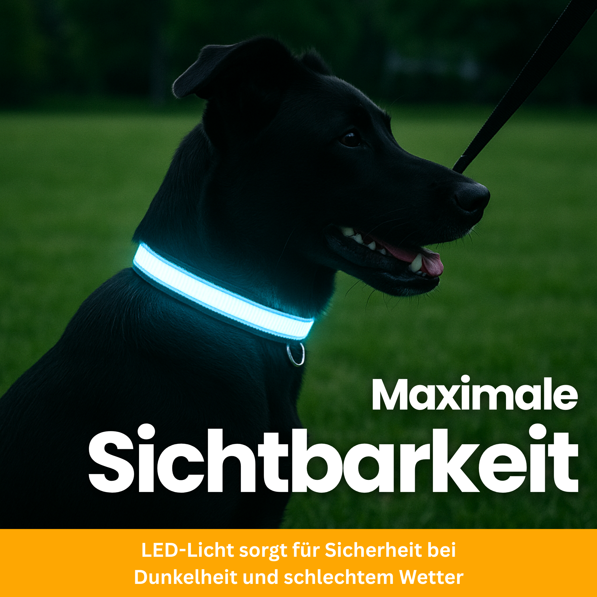 LED Light-Up Collar Pro