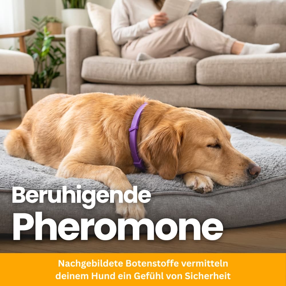 Pet-Friendly Anti-Stress Collar for Dogs