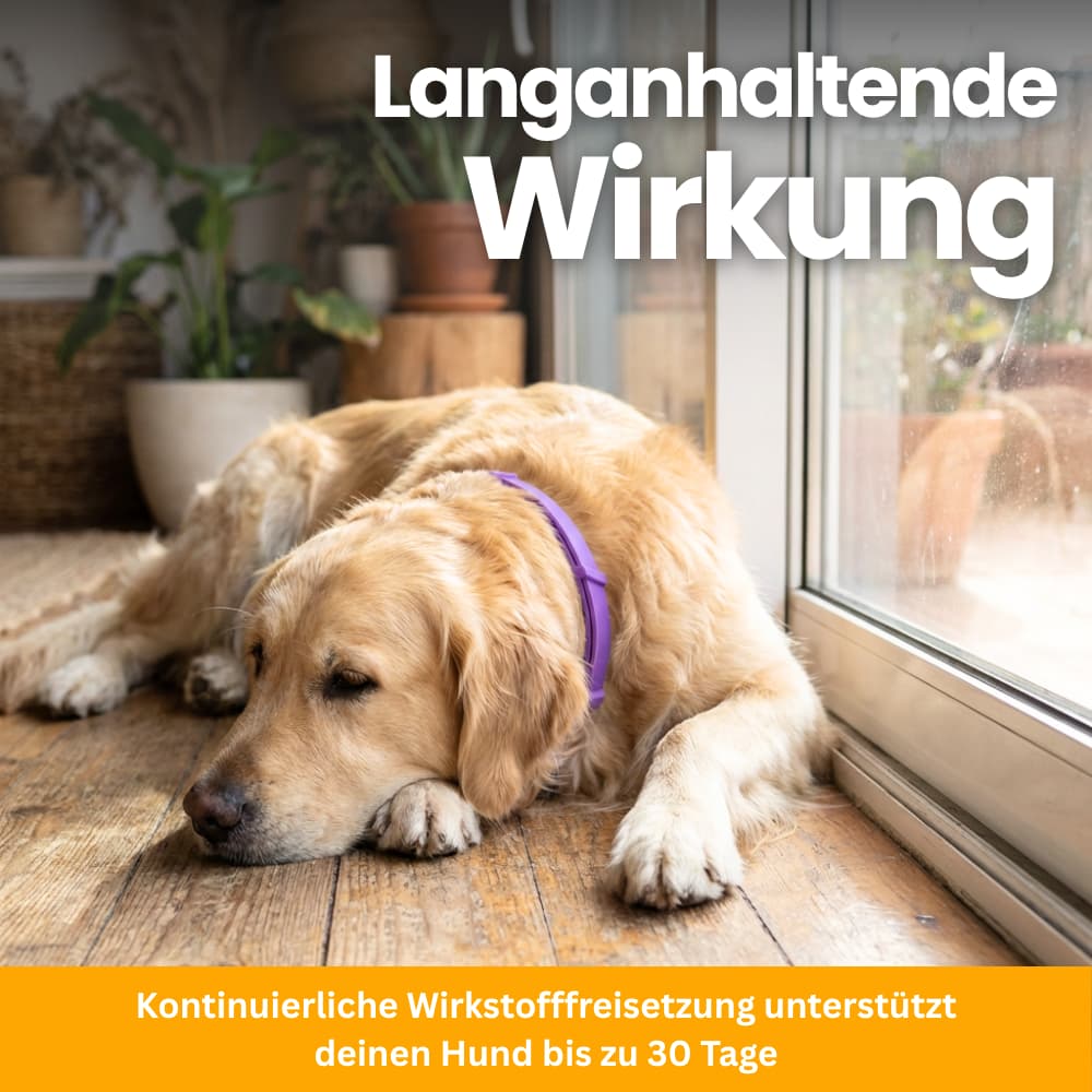Pet-Friendly Anti-Stress Collar for Dogs