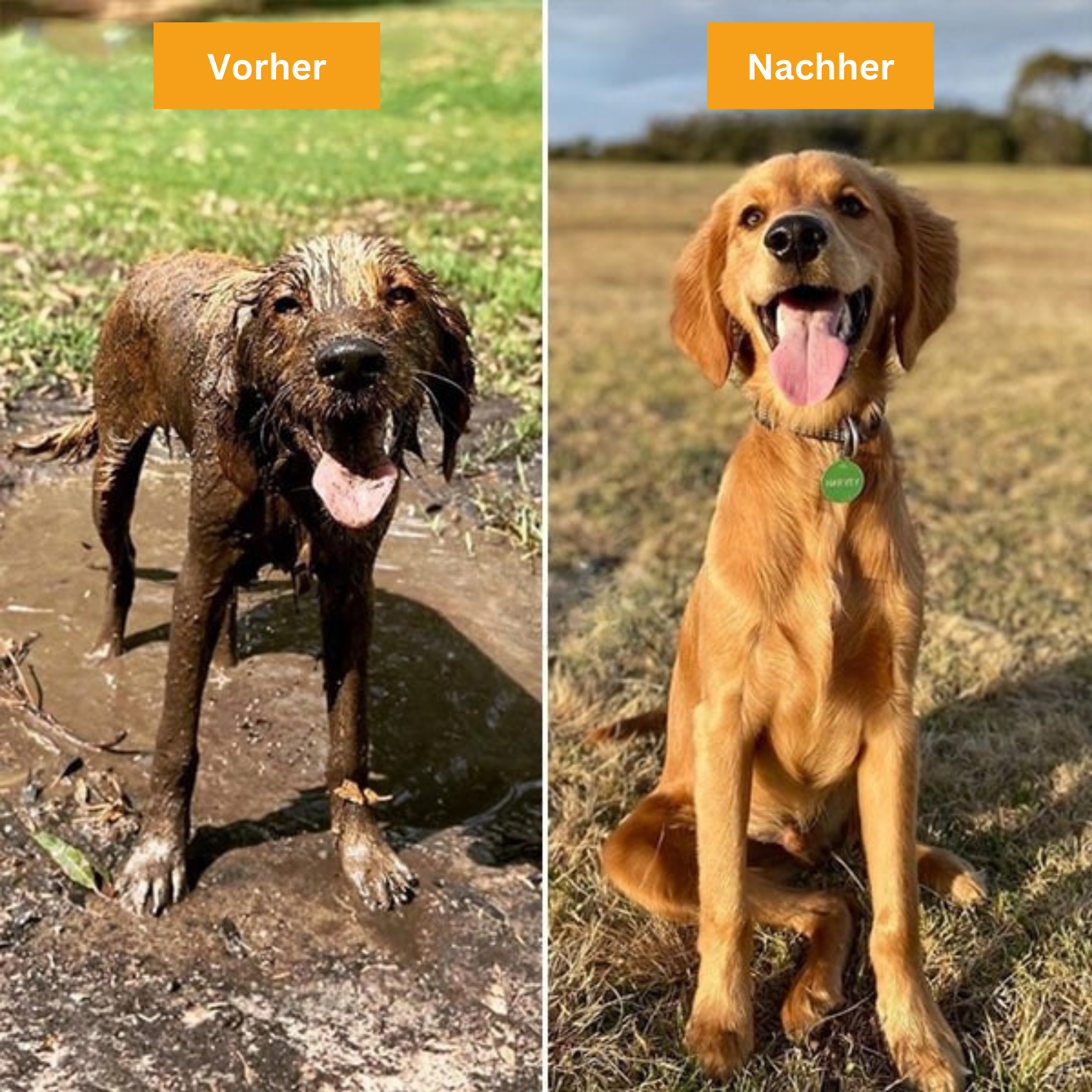 PetFoam Pro – Der Schaumreiniger für Haustiere