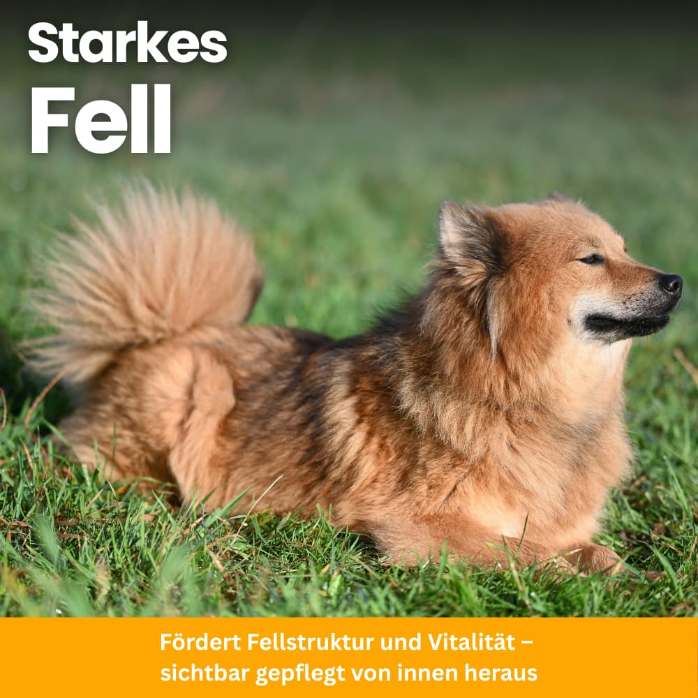 Floh- & Zeckenschutz Kautabletten