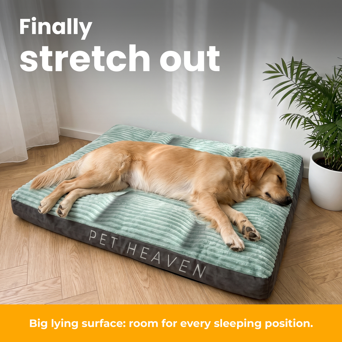 [en] DreamPad – Golden retriever sleeping stretched out on the DreamPad corduroy dog mattress
