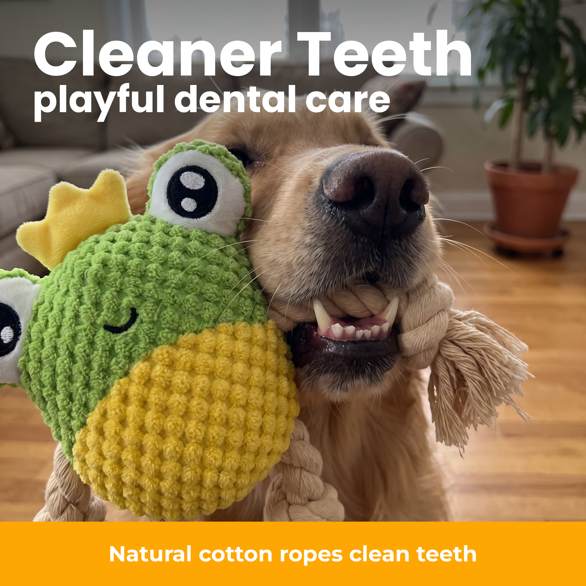 [en] Cotton ropes for playful dental care