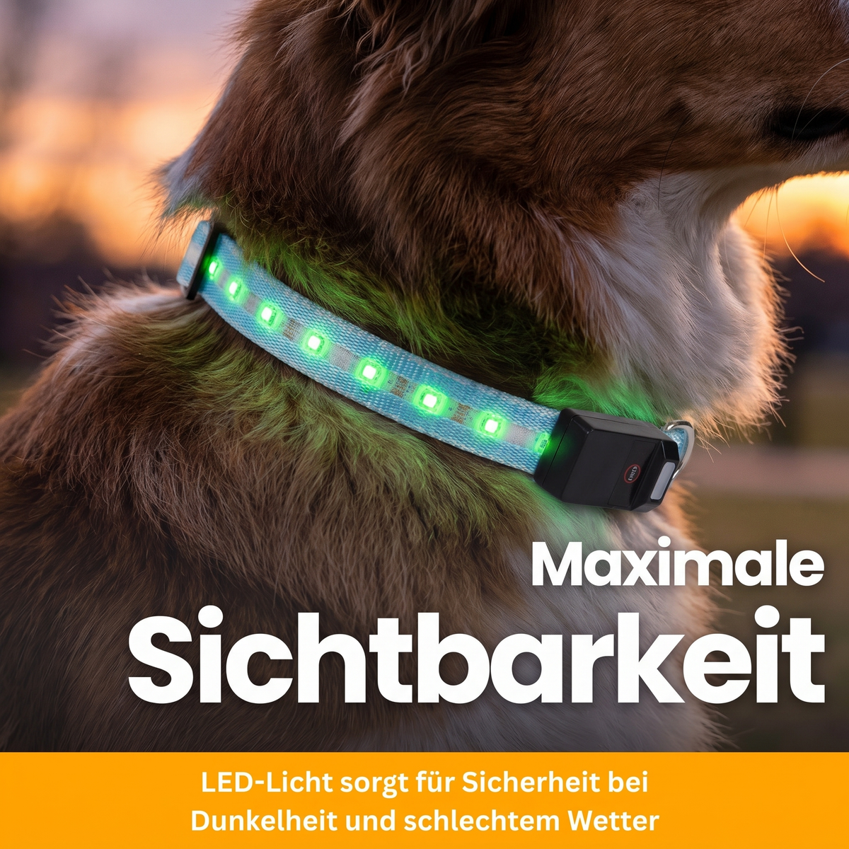 LED Light-Up Collar Pro