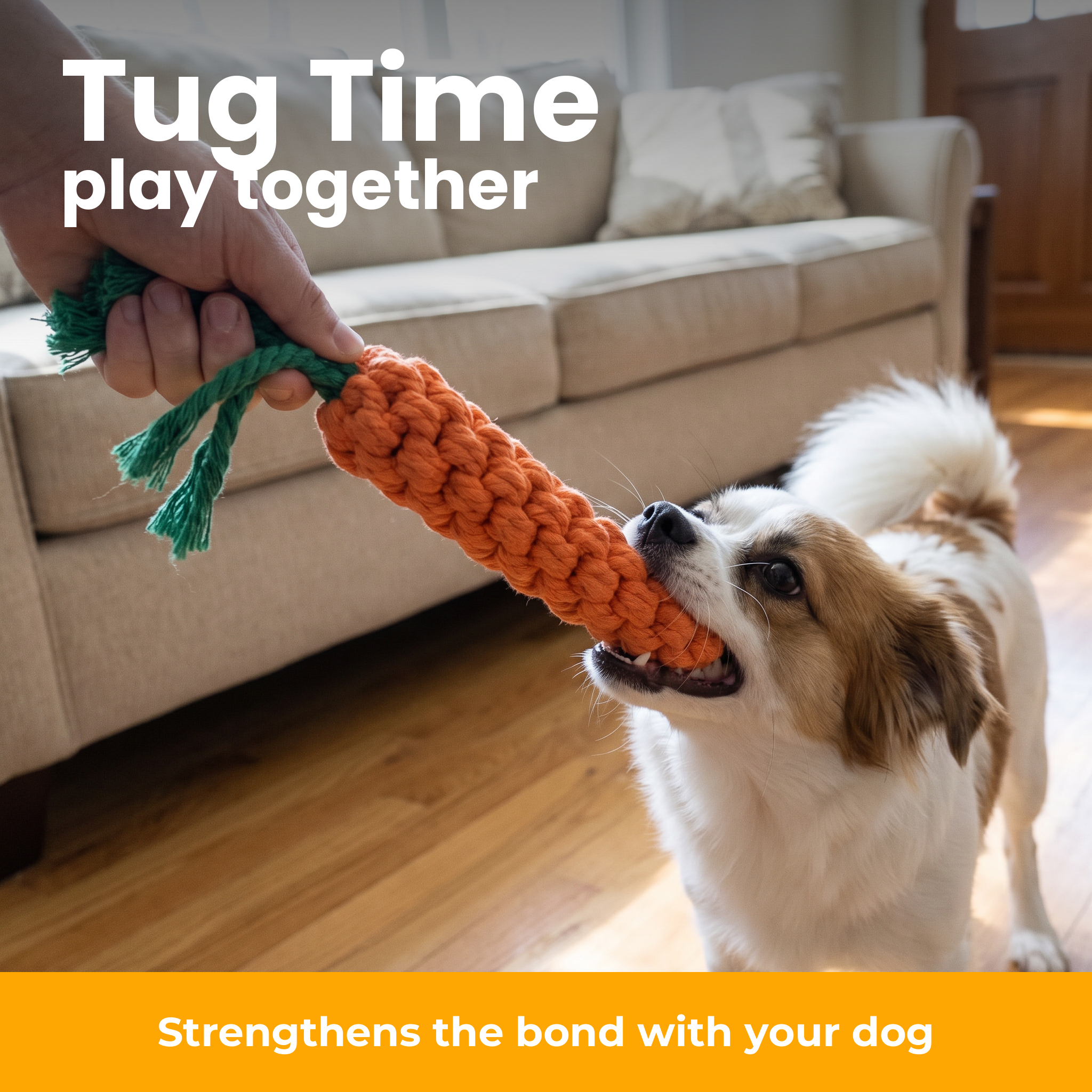 [en] Tug play together with your dog