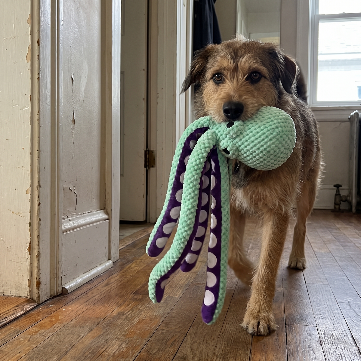 Squiddy Kuscheloktopus – Szenenbild section-5